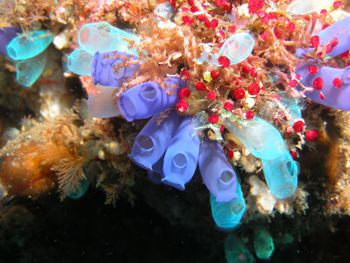 This macro shot is taken during a wreck diving in Tulambe... by Mehmet A. Gungen 